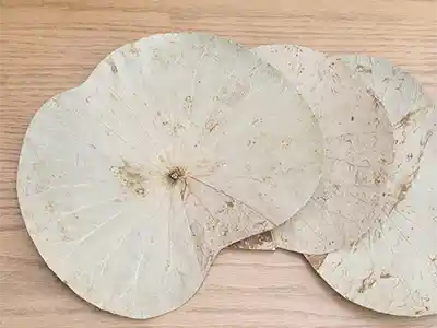 天然の蓮の葉