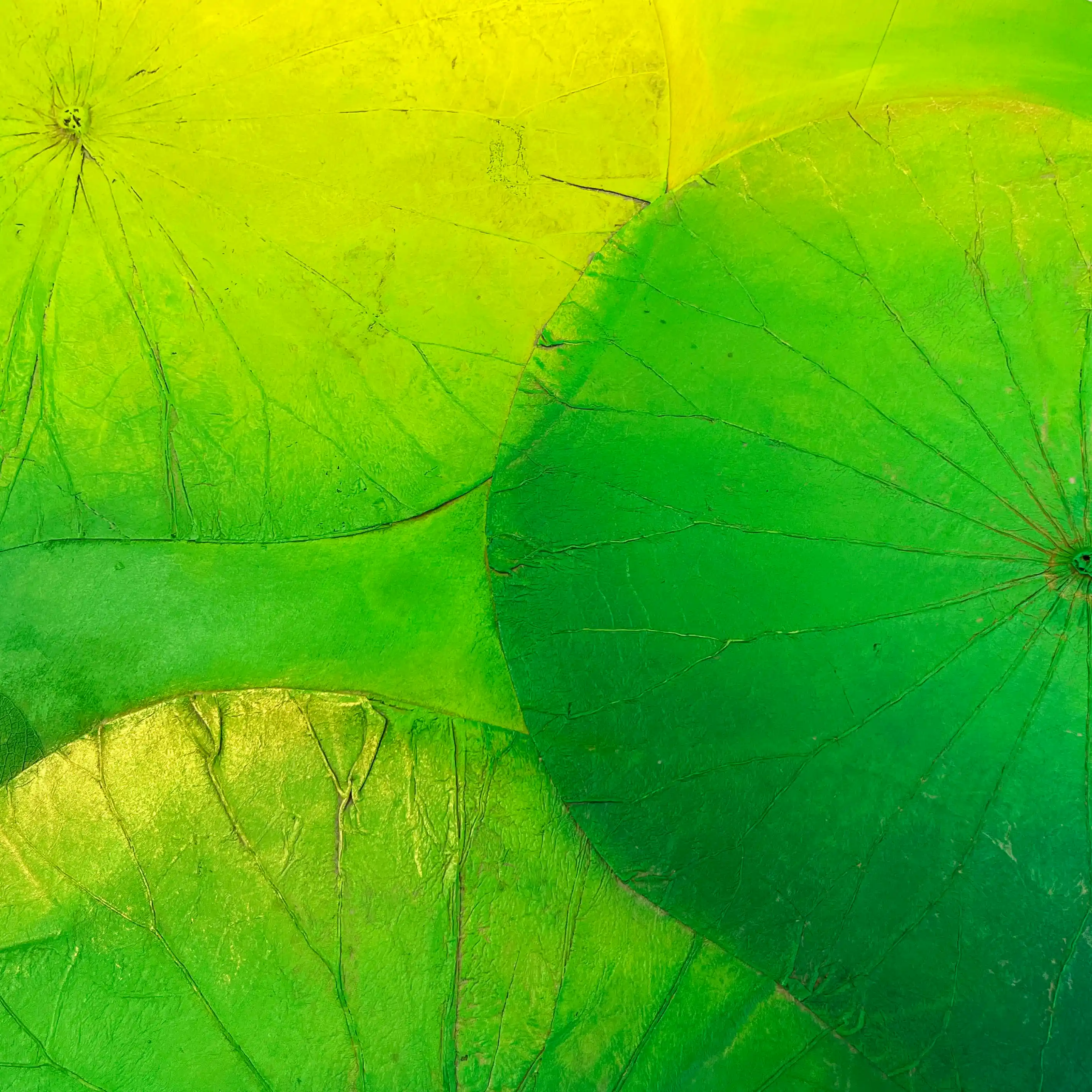 黄と緑の2色で着色。ゴールドも加えました