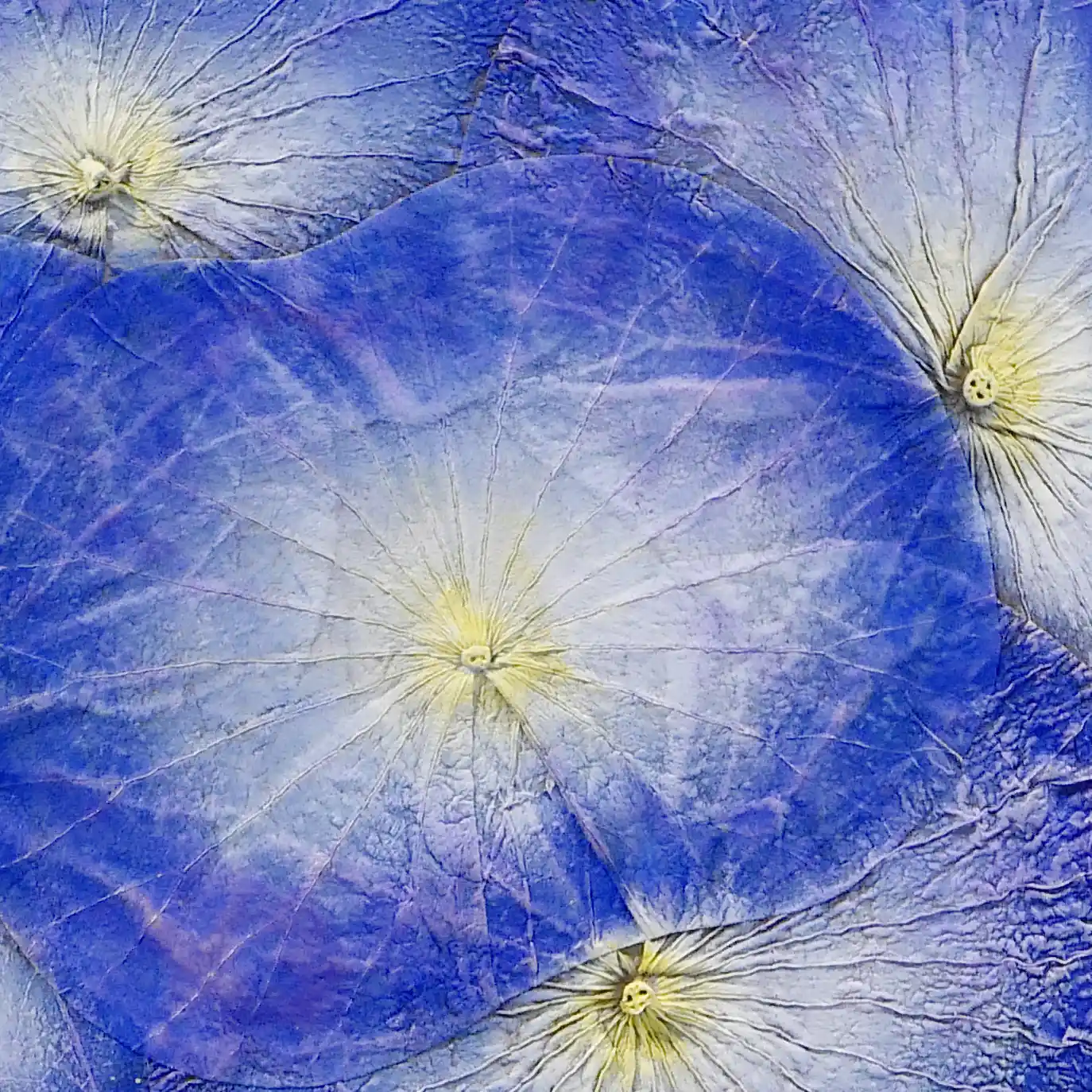 青と白の2色で着色。ゴールドも加えました